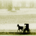 The Amish by Steven M Nolt  