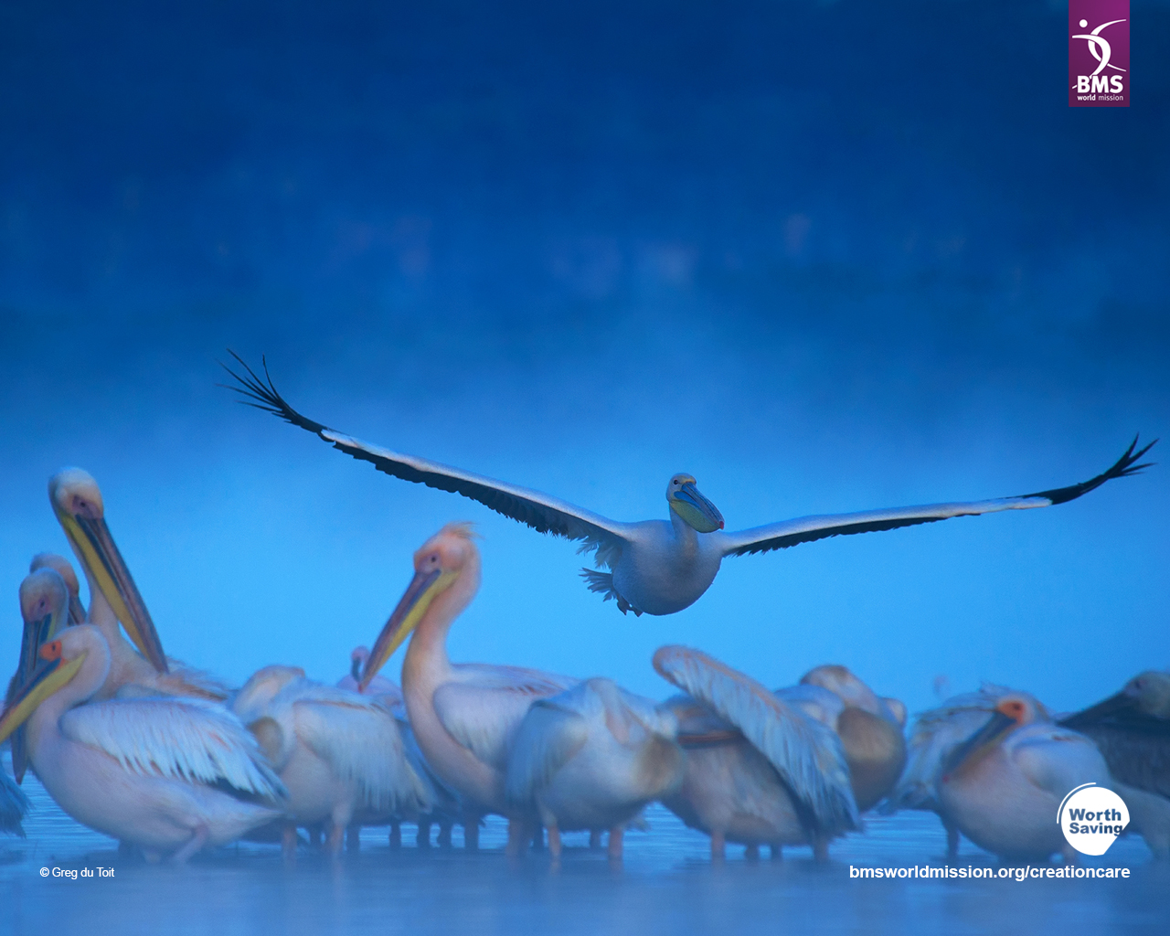 Image by award-winning wildlife photographer Greg du Toit, who has shared his images with us through Worth Saving