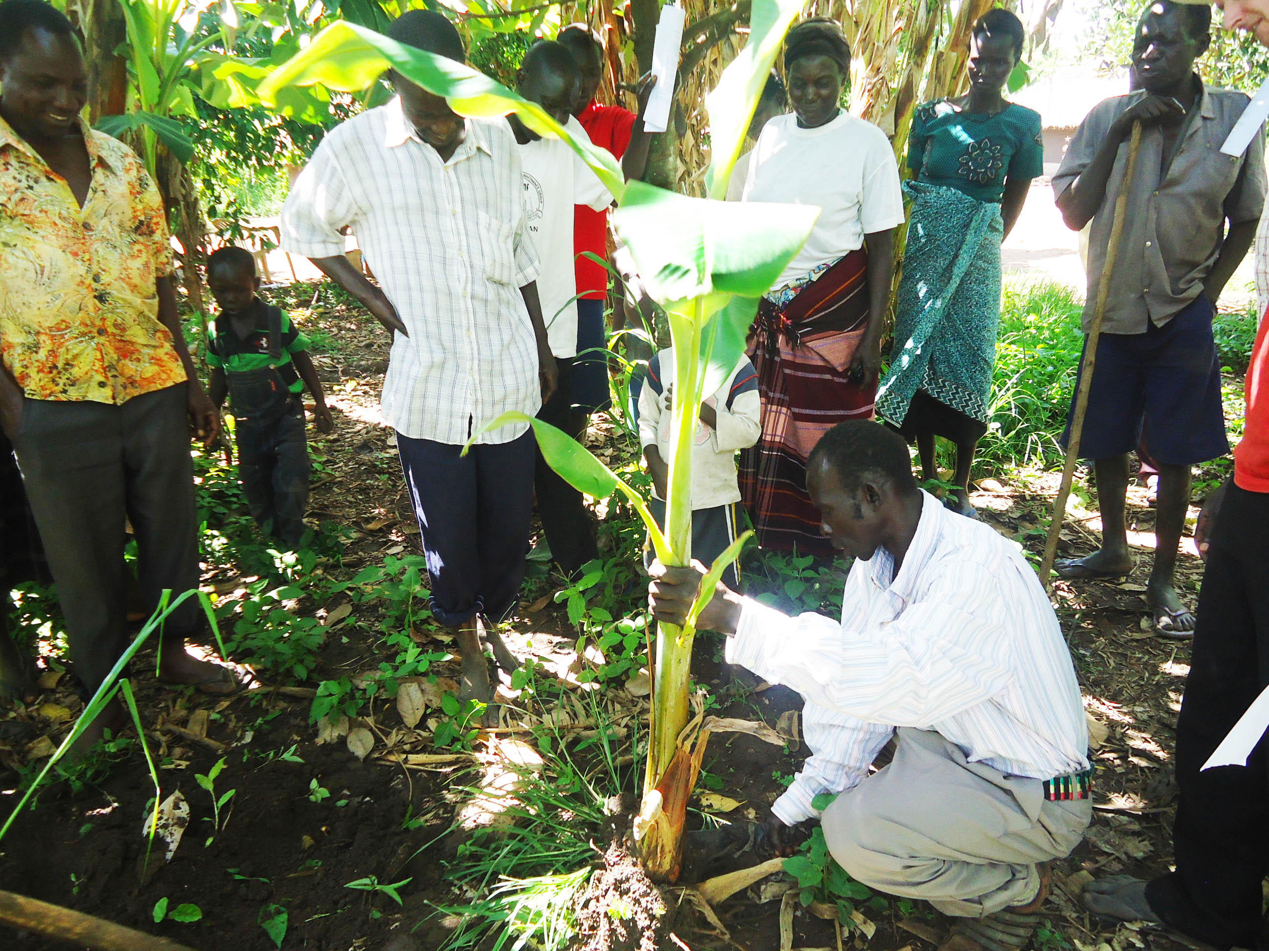 People learning how to plant and grow bananas