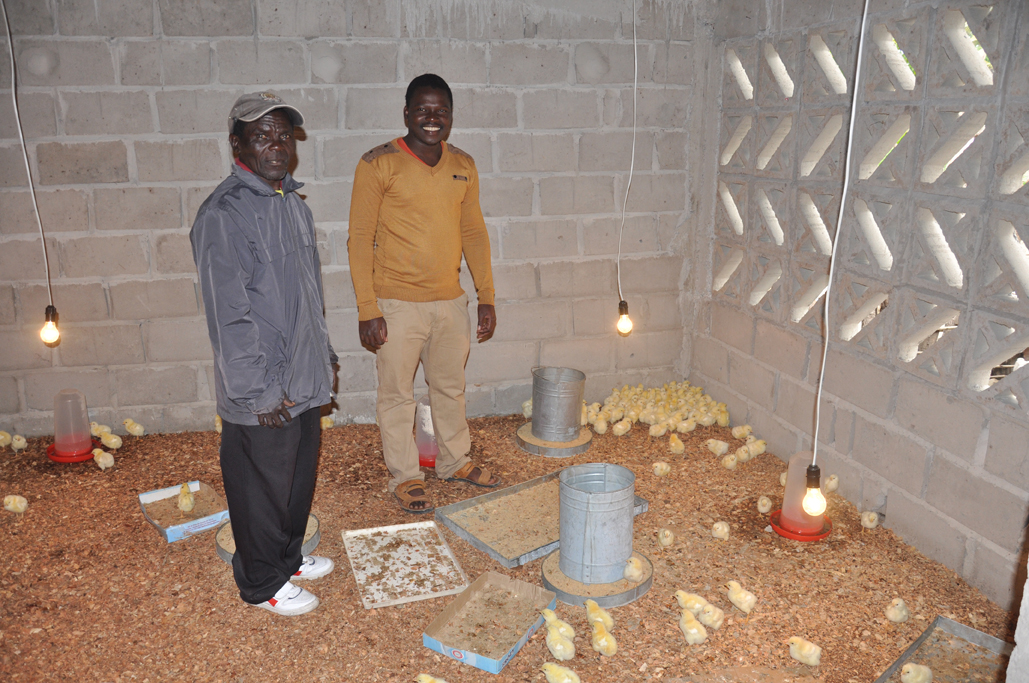 Chico with his son Alfândega in the chicken aviary