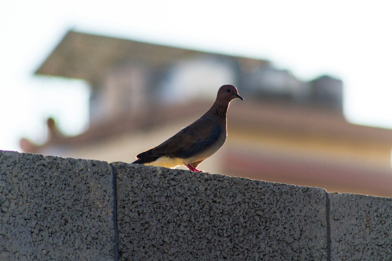 Dove in Gaza