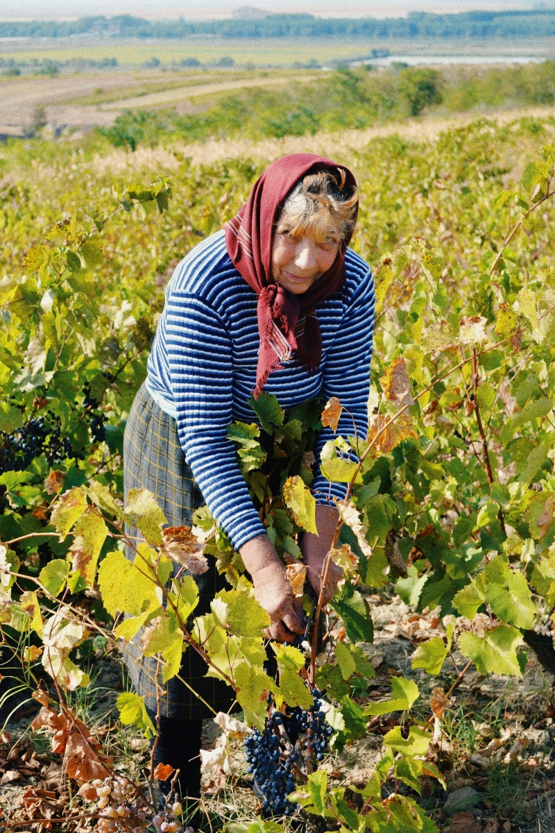 Person in vineyard ioana-crist