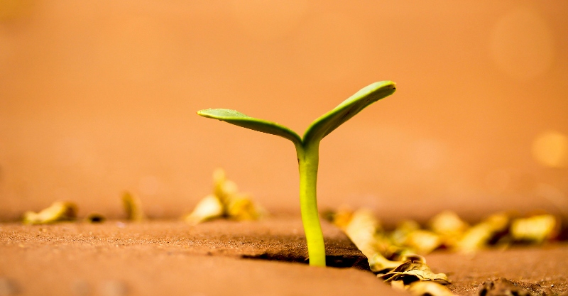 Plant courtney-cantu-5oNX232Iz