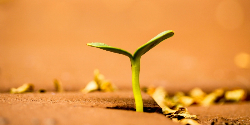 Plant courtney-cantu-5oNX232Iz