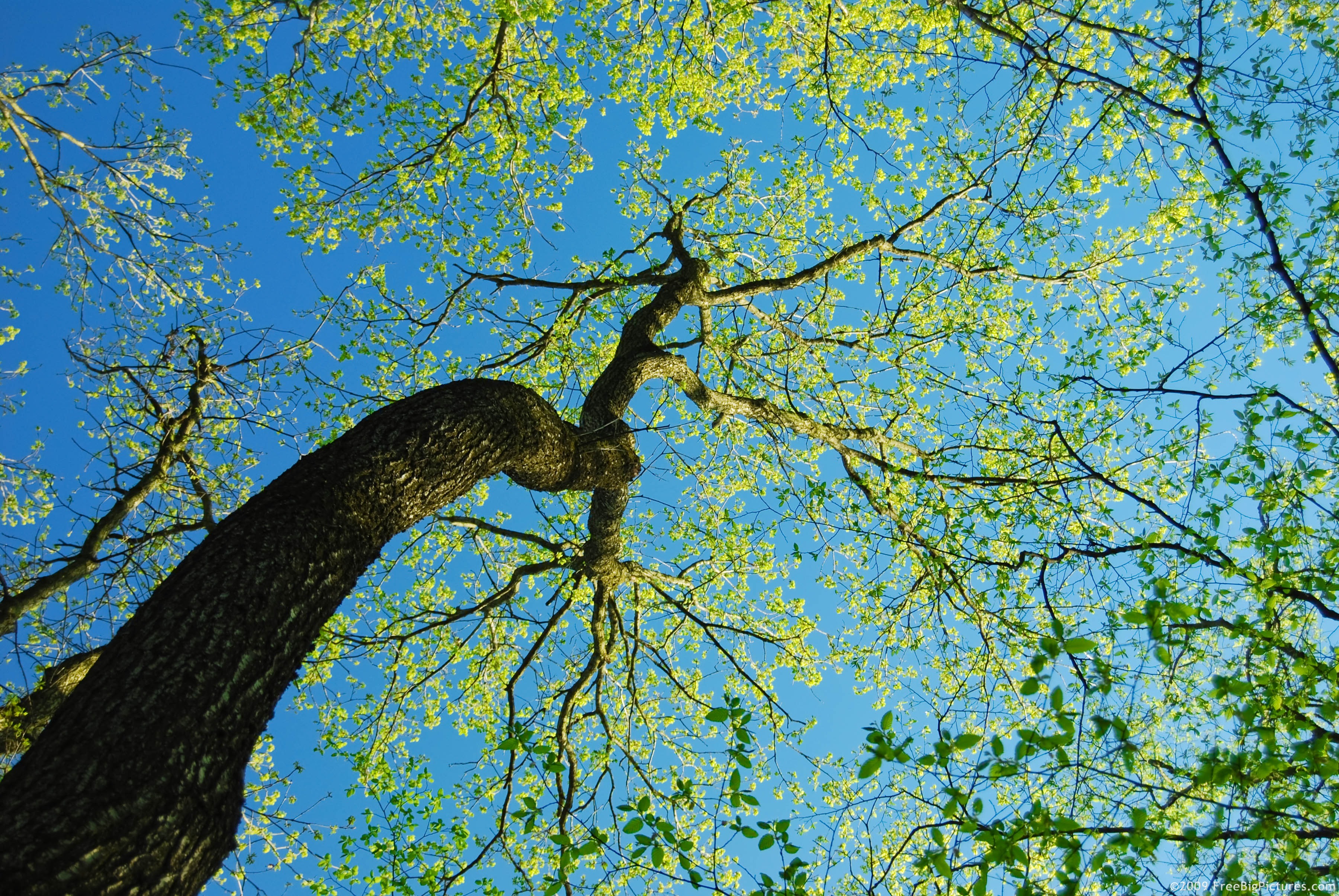 sky-tree - freebigictures